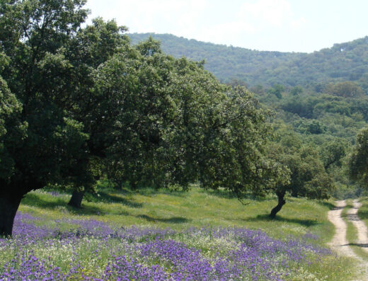 Dehesa - Higuera la Real